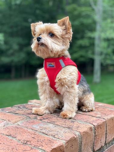 American River Dog Harness - Solid Colors