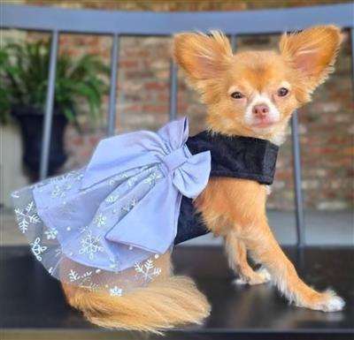 Black Velvet Dog Dress with Gray Snowflake Skirt